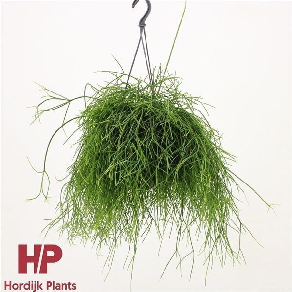 Горшечные цветы и растения оптом Rhipsalis Baccifera Hanging Pot от 7шт из Голландии с доставкой по России