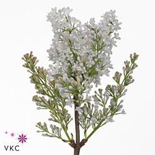 Срезанные цветы оптом Syringa necker от 20шт из Голландии с доставкой по России