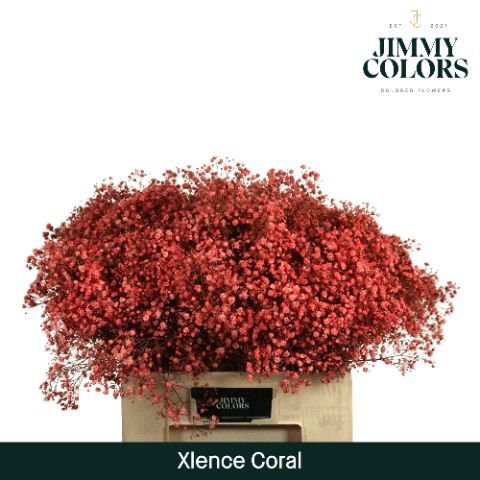 Срезанные цветы оптом Gyps large paint coral от 25шт из Голландии с доставкой по России