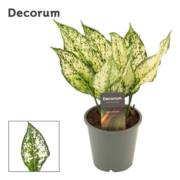 Горшечные цветы и растения оптом Aglaonema White Diamond от 10шт из Голландии с доставкой по России