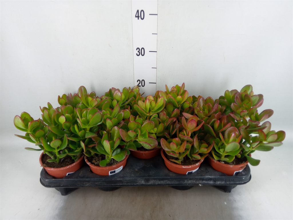 Горшечные цветы и растения оптом Crassula Ovata от 9шт из Голландии с доставкой по России