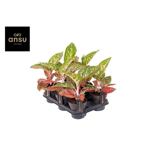 Горшечные цветы и растения оптом Aglaonema Red Reflections от 6шт из Голландии с доставкой по России