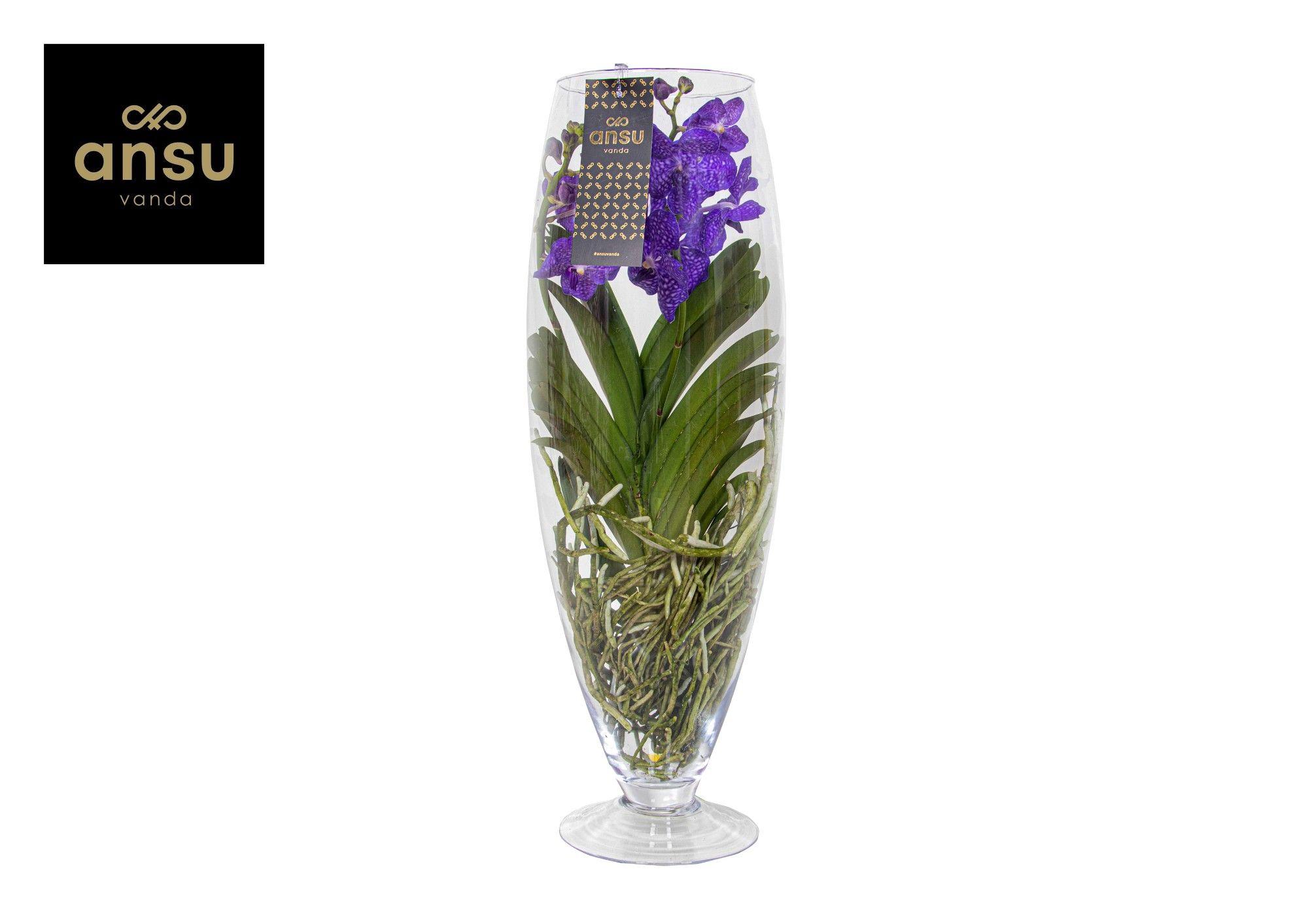 Горшечные цветы и растения оптом Vanda Champagne Blue от 1шт из Голландии с доставкой по России