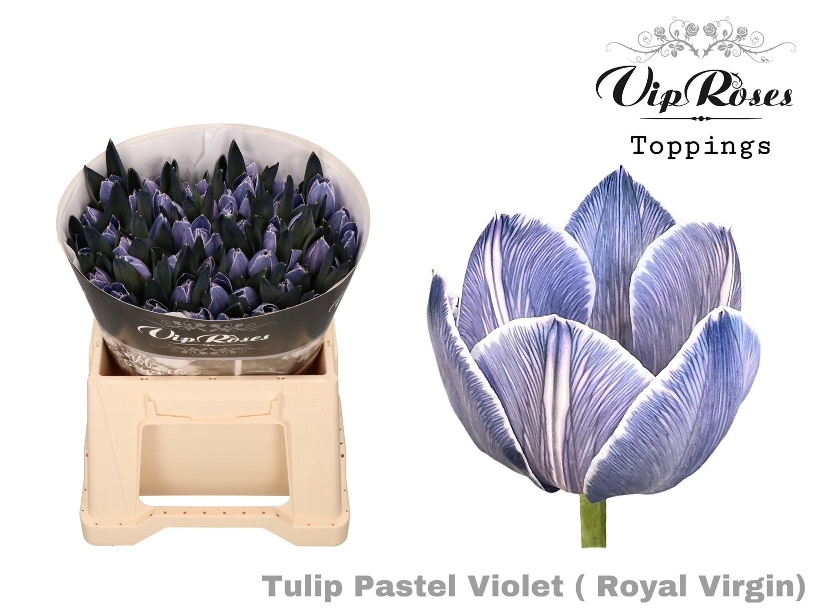 Срезанные цветы оптом Tulipa si paint pastel violet от 50шт из Голландии с доставкой по России