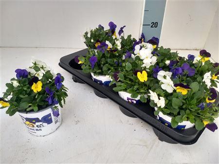 Горшечные цветы и растения оптом Vio Tricolor * Spring Deal * от 8шт из Голландии с доставкой по России