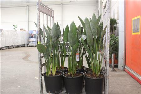 Горшечные цветы и растения оптом Strelitzia Regin Bl 4+ от 1шт из Голландии с доставкой по России