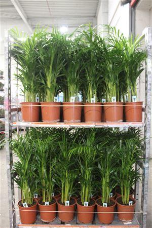 Горшечные цветы и растения оптом Dypsis Lutescens 20pp от 1шт из Голландии с доставкой по России