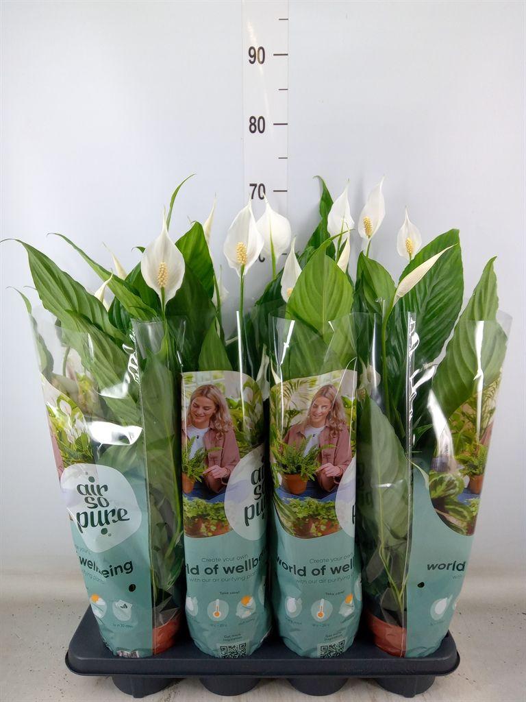 Горшечные цветы и растения оптом Spath Sweet Curiosa 5+ (air So Pure) от 8шт из Голландии с доставкой по России