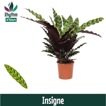 Горшечные цветы и растения оптом Calathea Insigne (rhythm Of Nature) от 8шт из Голландии с доставкой по России