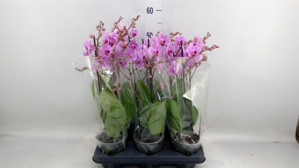 Горшечные цветы и растения оптом Phalaenopsis Multi.   ...rose от 6шт из Голландии с доставкой по России