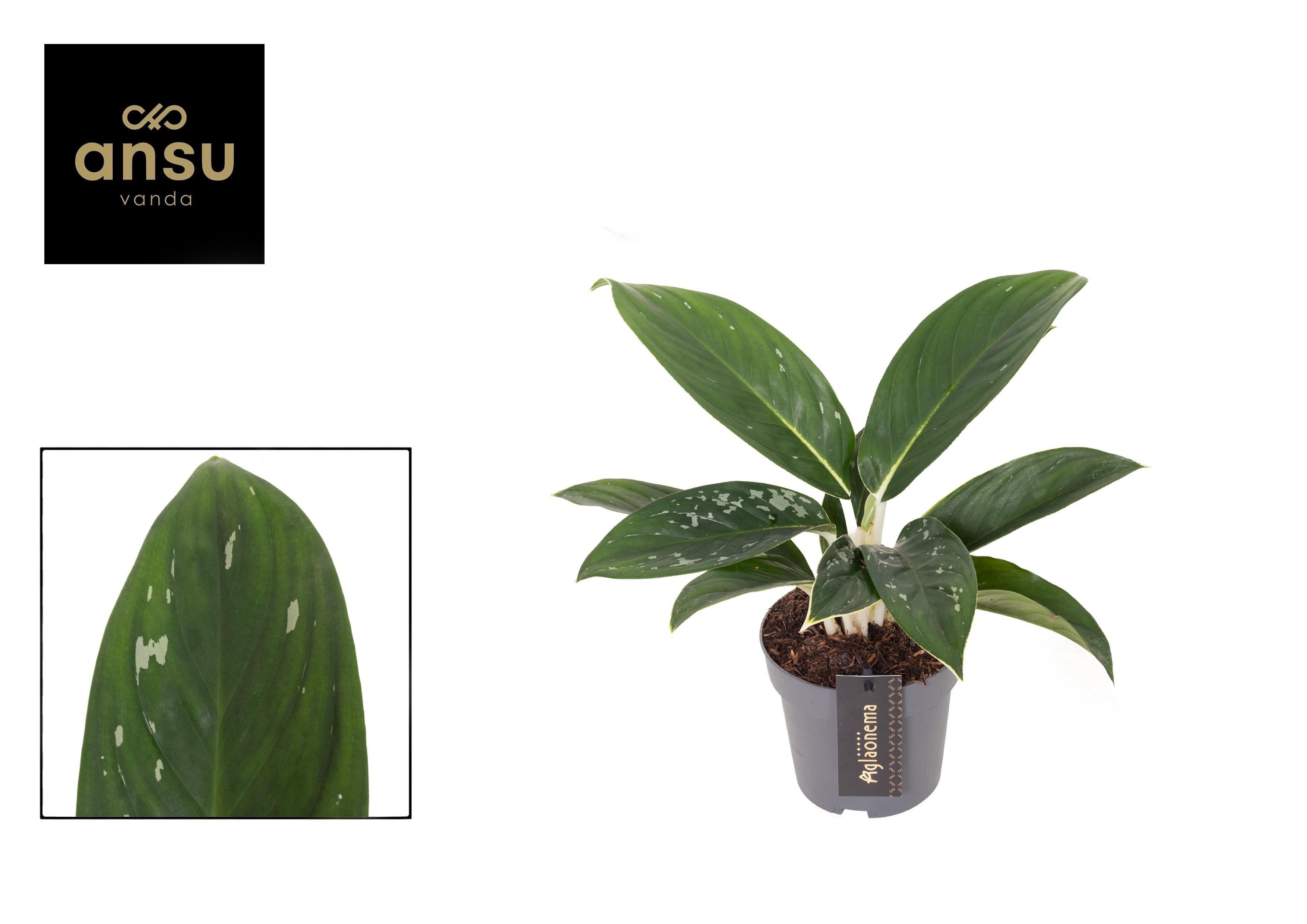 Горшечные цветы и растения оптом Aglaonema Silver Freckles от 6шт из Голландии с доставкой по России