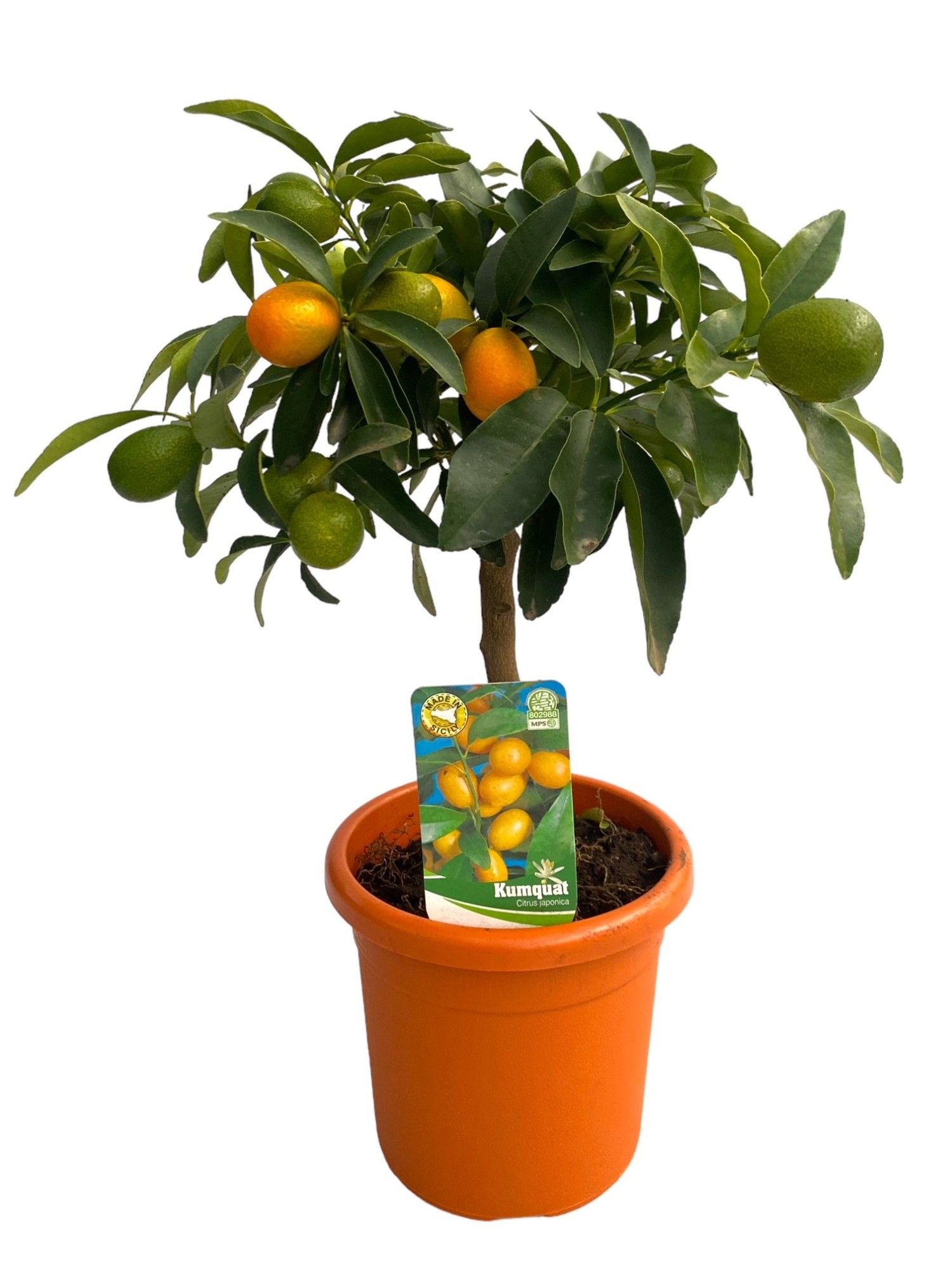 Горшечные цветы и растения оптом Citrus Kumquat On Stem от 6шт (для телеги) из Голландии с доставкой по России
