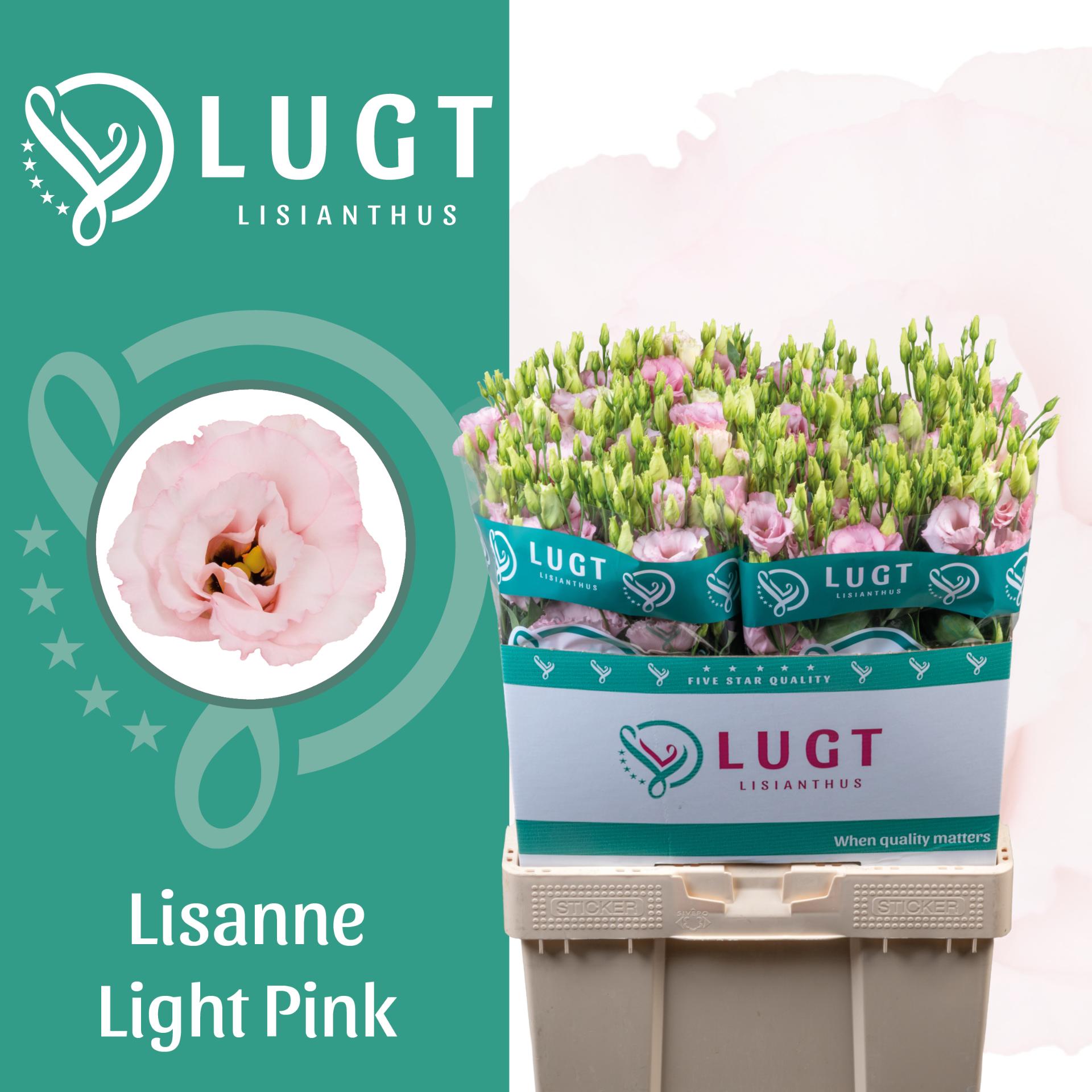 Срезанные цветы оптом Lisianthus do lisanne light pink от 60шт из Голландии с доставкой по России