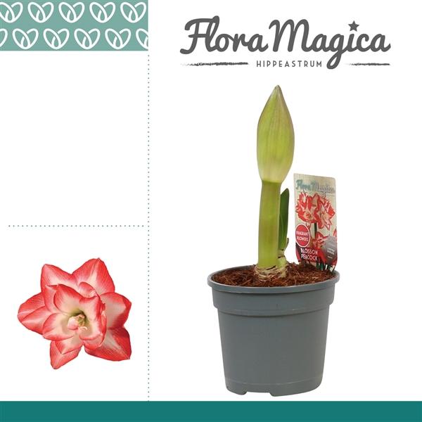 Горшечные цветы и растения оптом Hipp Blossom Peacock 2pp от 8шт из Голландии с доставкой по России