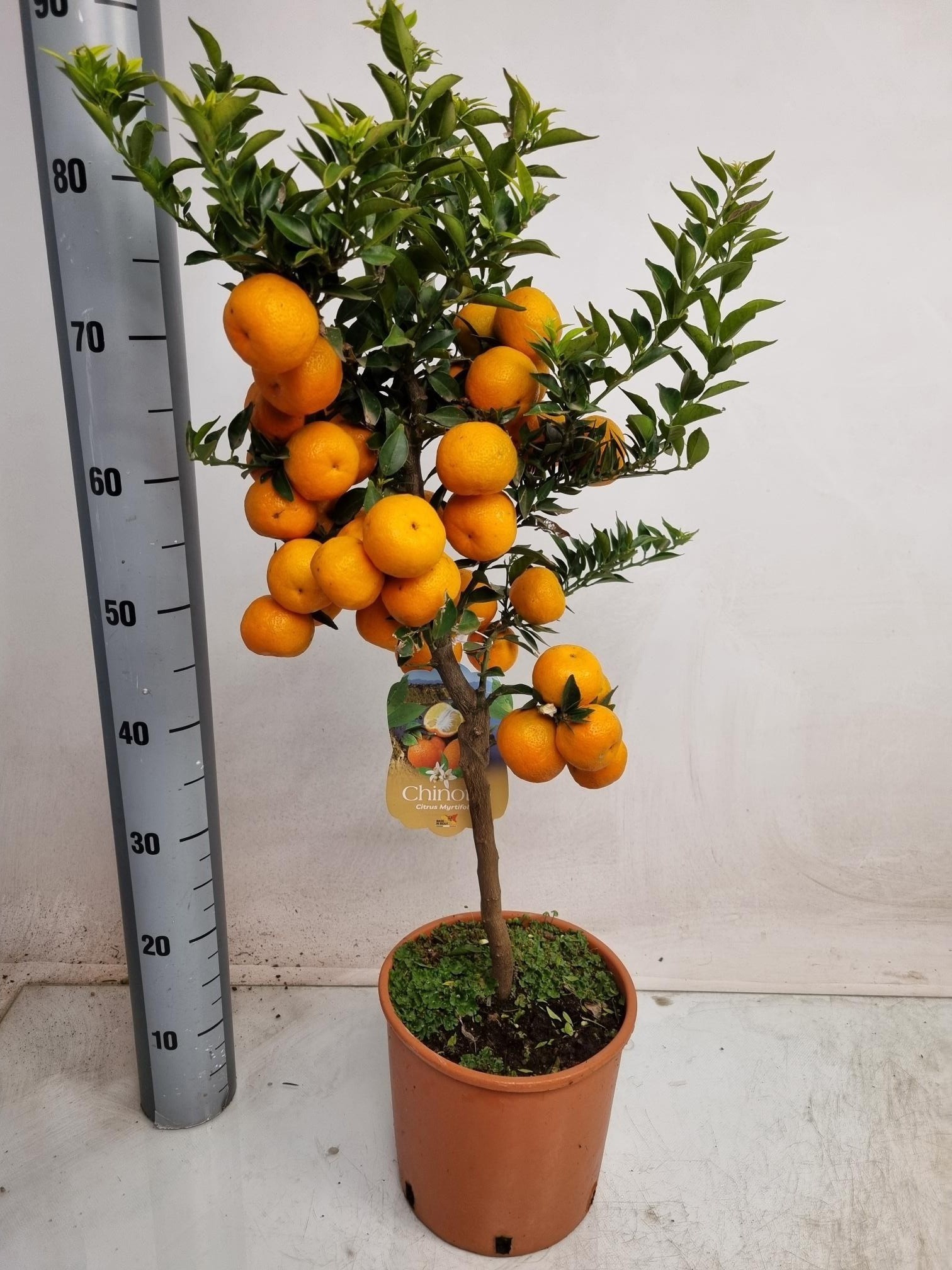 Горшечные цветы и растения оптом Citr Au Chinotto от 1шт (для телеги) из Голландии с доставкой по России