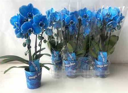 Горшечные цветы и растения оптом Phal **paint**blue Cascade 2 Branches 18+ от 6шт (для телеги) из Голландии с доставкой по России