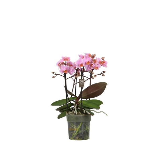 Горшечные цветы и растения оптом Phal 3/5st Flora Pink 30+ (opti) от 6шт из Голландии с доставкой по России