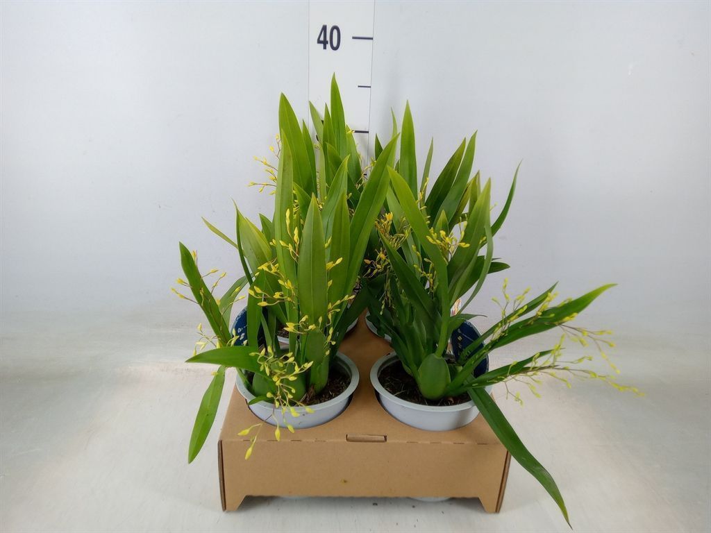 Горшечные цветы и растения оптом Orchideeen   ... от 4шт из Голландии с доставкой по России