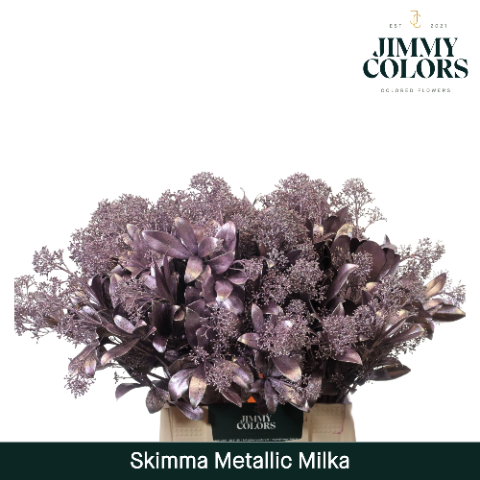 Срезанные цветы оптом Skimmia paint milka metallic + glitter от 10шт из Голландии с доставкой по России