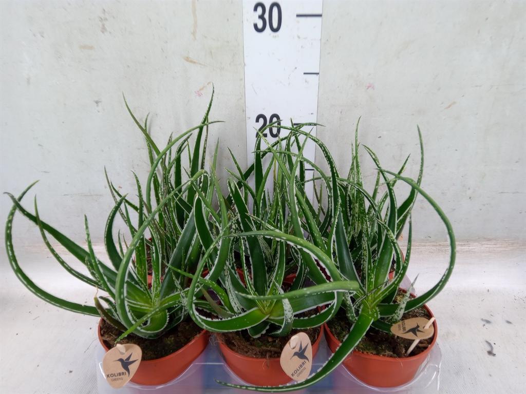 Горшечные цветы и растения оптом Aloe   ... от 6шт (для телеги) из Голландии с доставкой по России