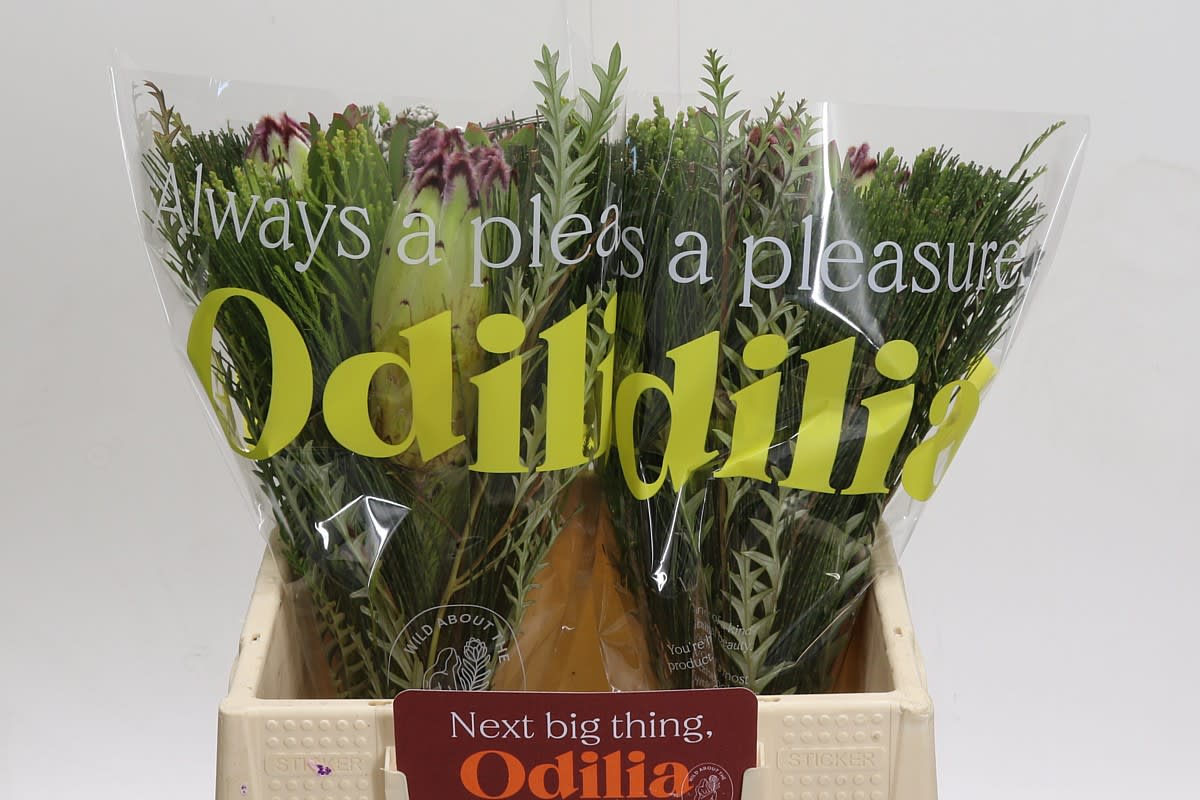 Срезанные цветы оптом Protea bq от 2шт из Голландии с доставкой по России