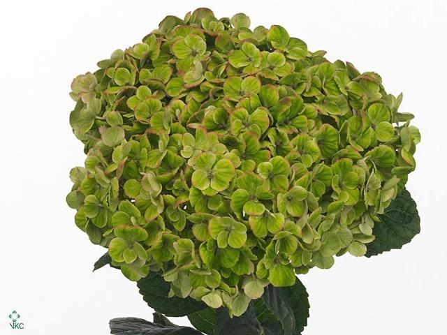 Срезанные цветы оптом Hydrangea mag coral classic от 10шт из Голландии с доставкой по России