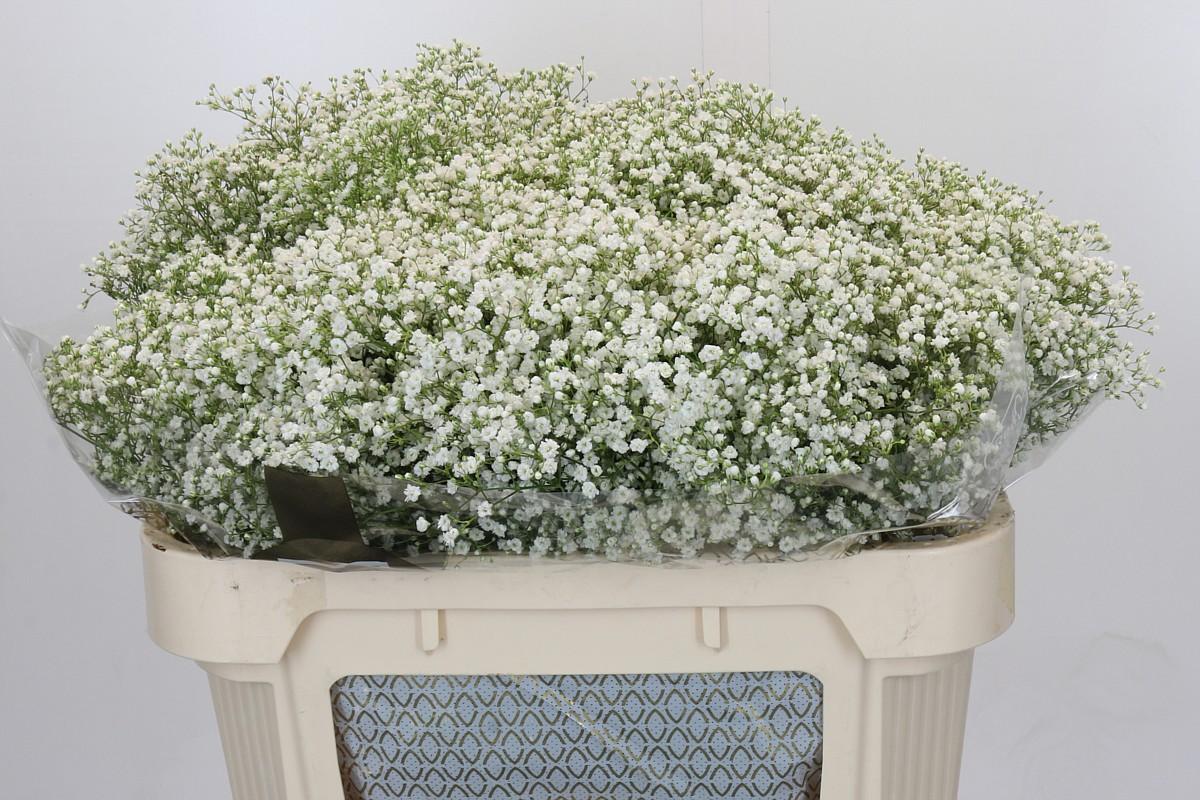 Срезанные цветы оптом Gyps zinzi discovery от 100шт из Голландии с доставкой по России