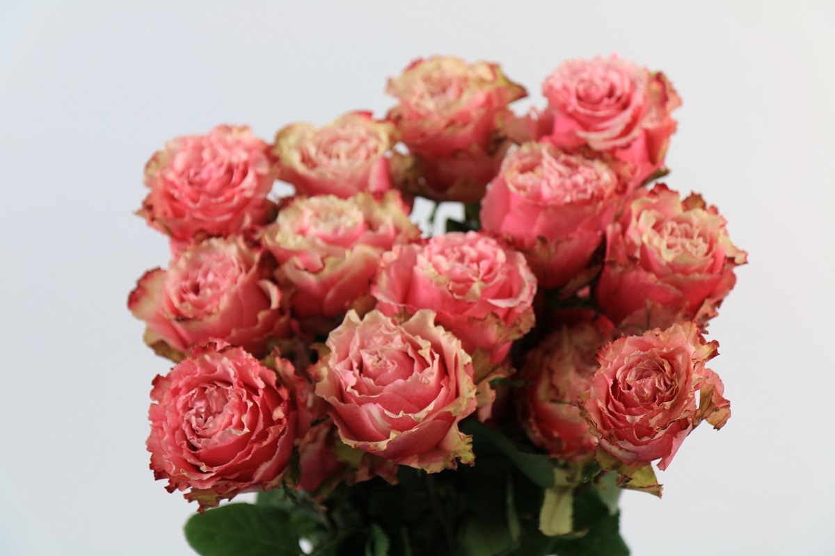 Срезанные цветы оптом Rosa ec wild esperance от 40шт из Голландии с доставкой по России