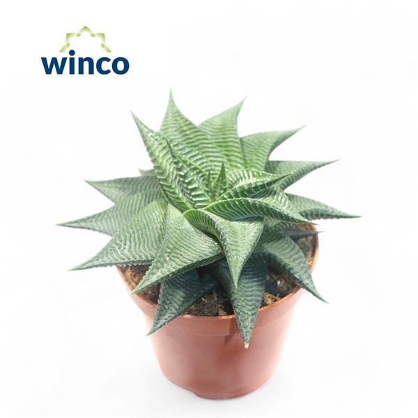 Горшечные цветы и растения оптом Haworthia Limifolia Twist от 18шт (для телеги) из Голландии с доставкой по России