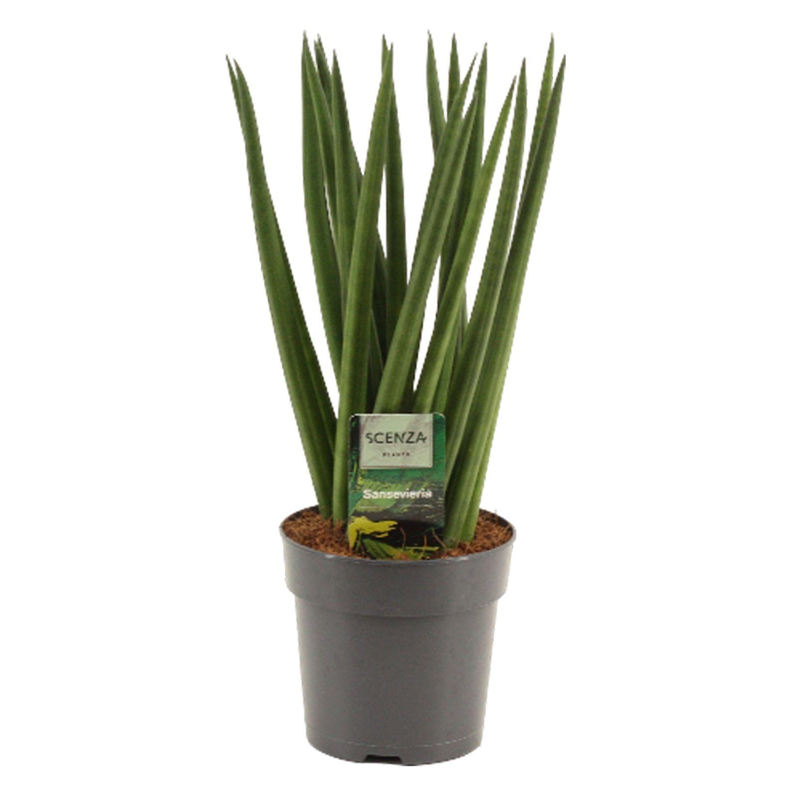 Горшечные цветы и растения оптом Sansevieria Cylindrica Spaghetti от 10шт из Голландии с доставкой по России