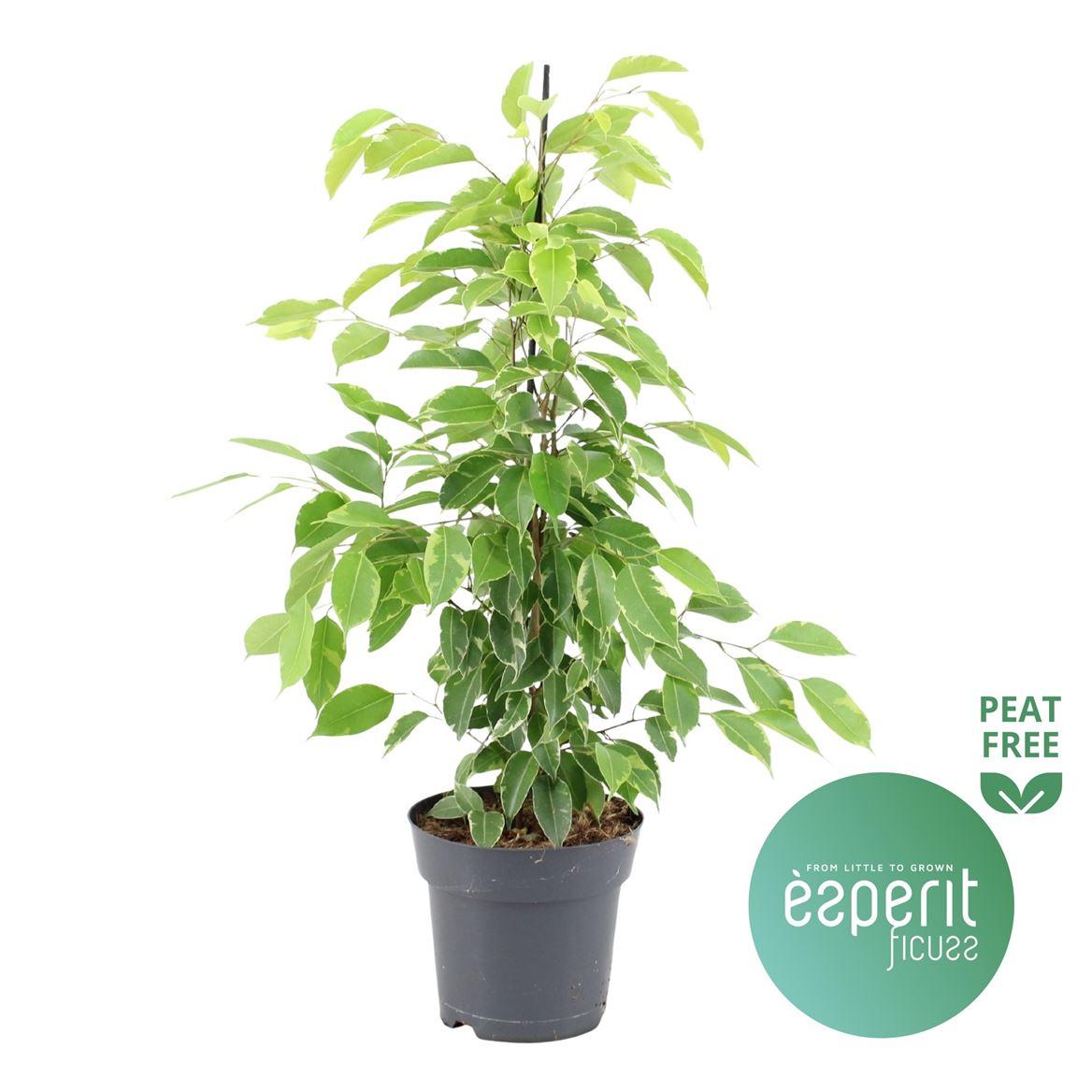 Горшечные цветы и растения оптом Ficus Be Lime Beauty от 6шт из Голландии с доставкой по России