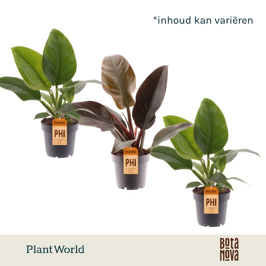 Горшечные цветы и растения оптом Philodendron Mix Imperial Green Red от 10шт из Голландии с доставкой по России