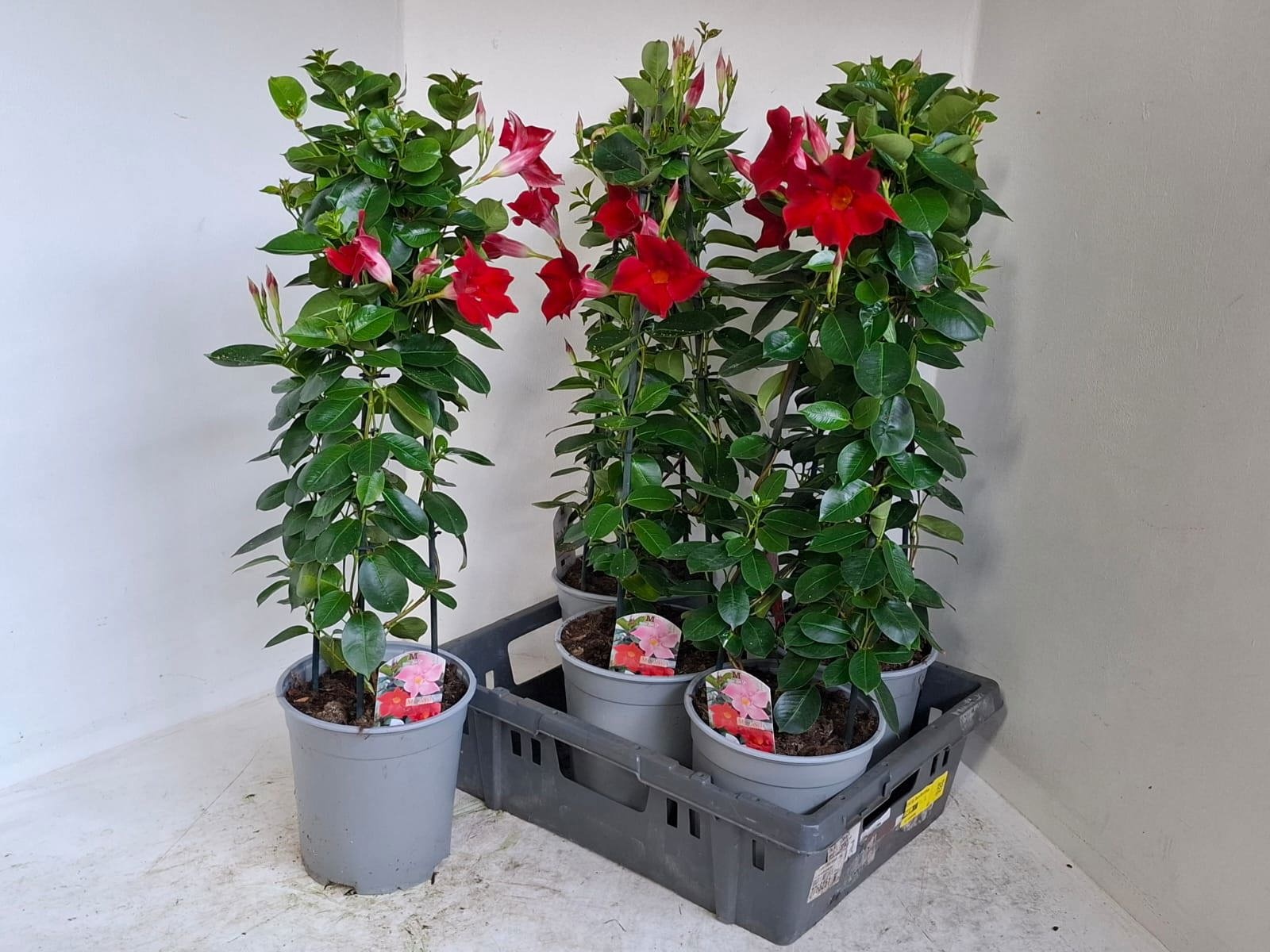 Горшечные цветы и растения оптом Mande Sun Red от 5шт из Голландии с доставкой по России