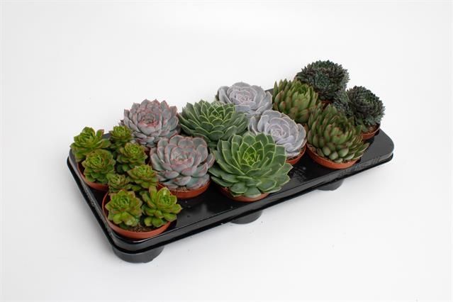 Горшечные цветы и растения оптом Echeveria Mix от 9шт из Голландии с доставкой по России