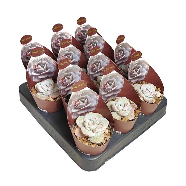 Горшечные цветы и растения оптом Echeveria Laui Potcover от 12шт (для телеги) из Голландии с доставкой по России