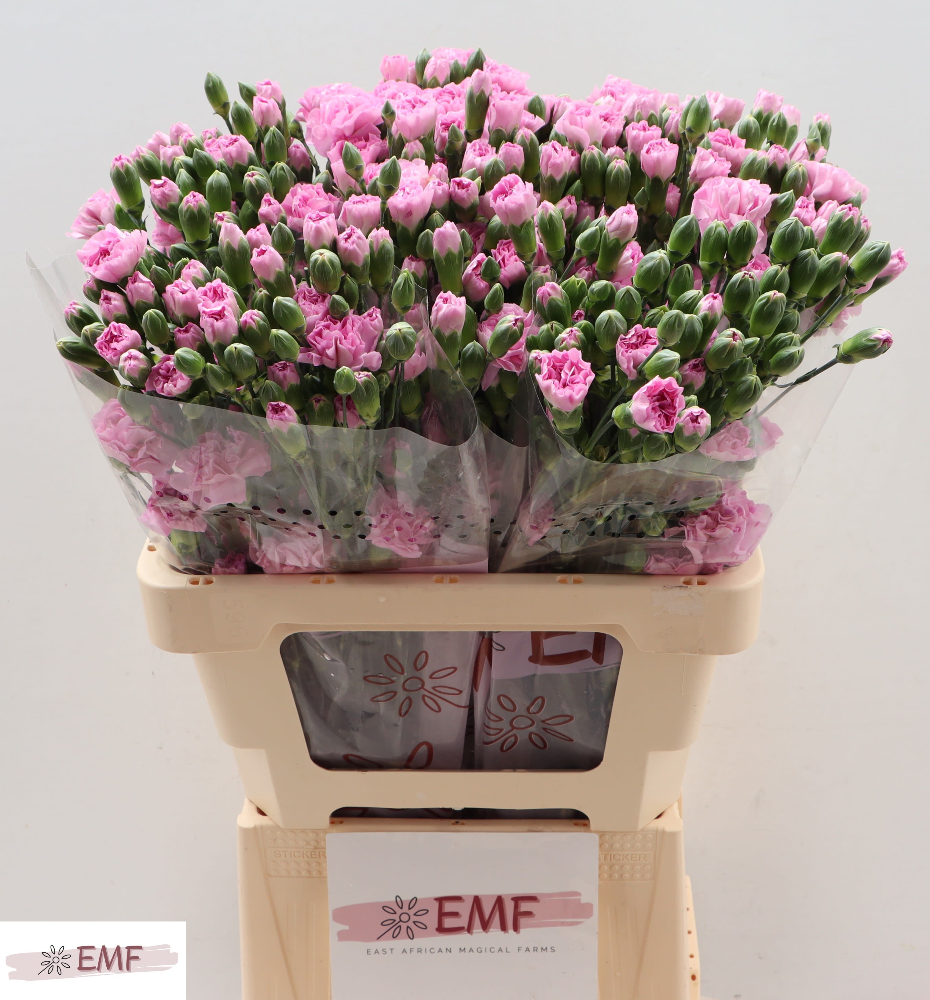 Срезанные цветы оптом Dianthus sp wish от 60шт из Голландии с доставкой по России
