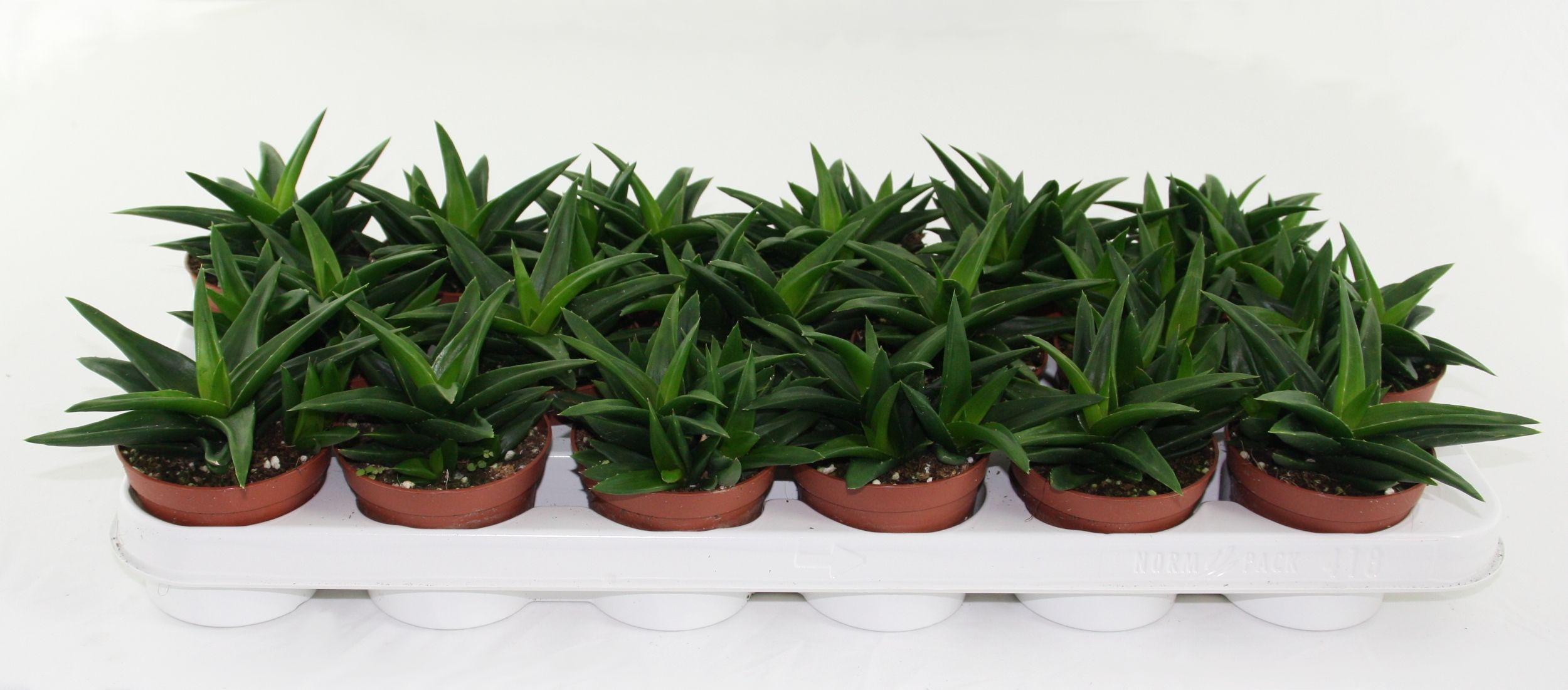 Горшечные цветы и растения оптом Haworthia Pentagona от 18шт (для телеги) из Голландии с доставкой по России