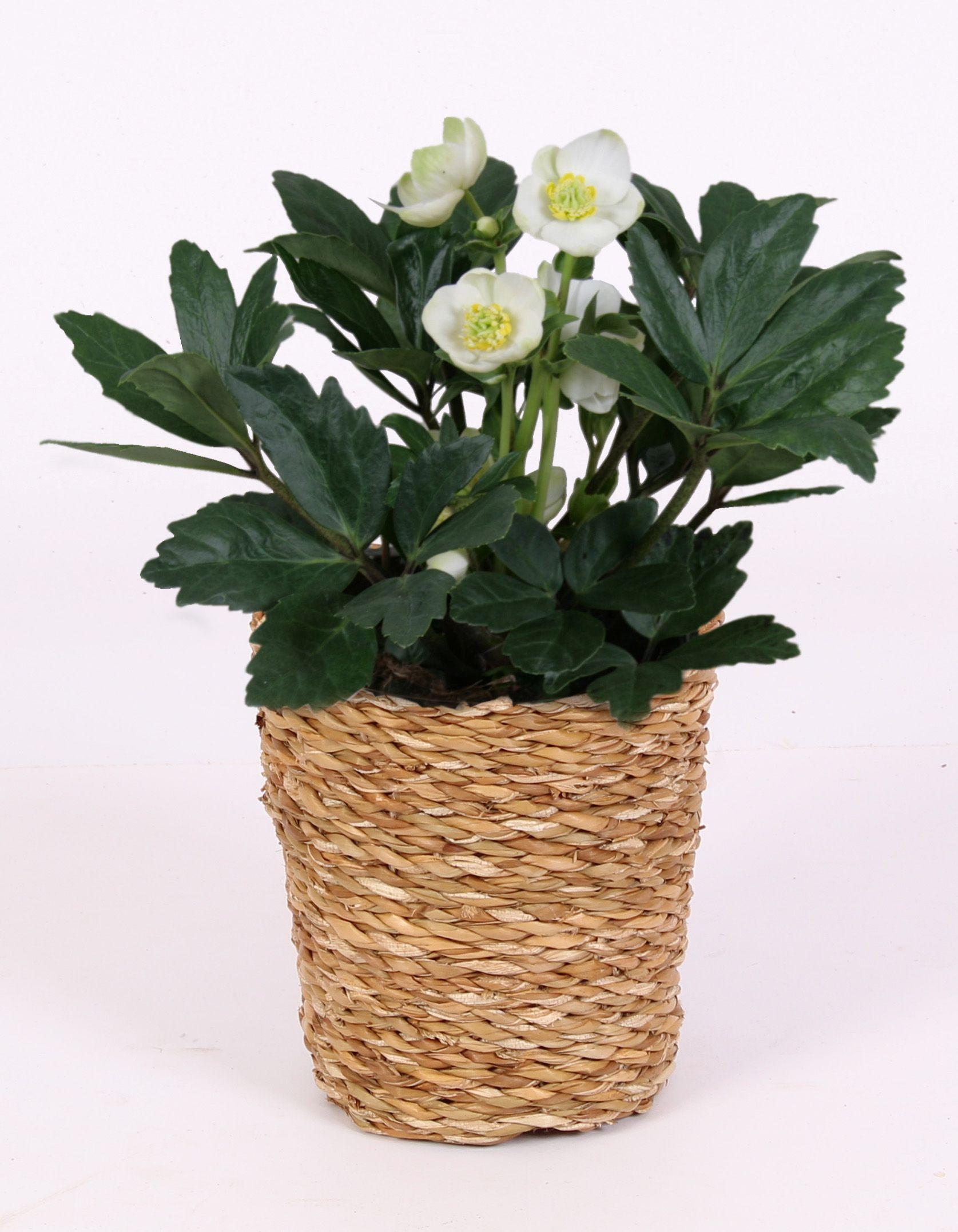 Горшечные цветы и растения оптом Helleborus N. Christmas Carol In Grass Pot от 6шт из Голландии с доставкой по России