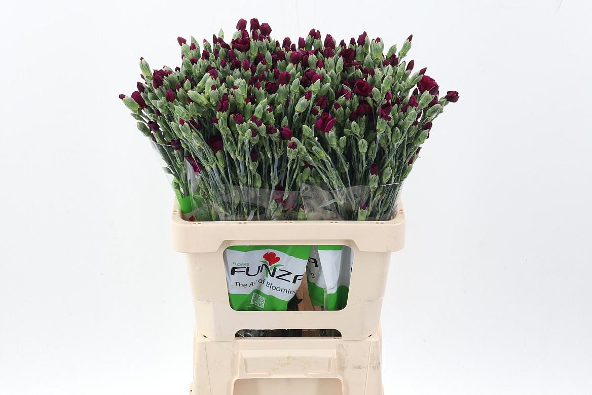 Срезанные цветы оптом Dianthus sp solomio ryan от 100шт из Голландии с доставкой по России