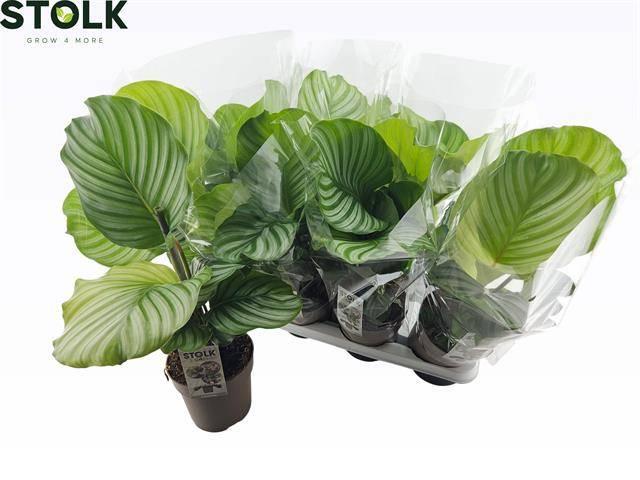 Горшечные цветы и растения оптом Calat Orbifolia от 8шт из Голландии с доставкой по России