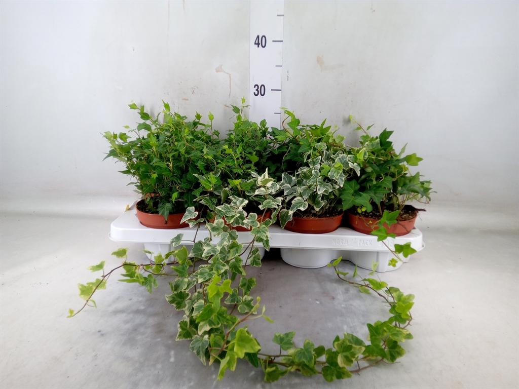 Горшечные цветы и растения оптом Hedera   ...mix от 8шт из Голландии с доставкой по России