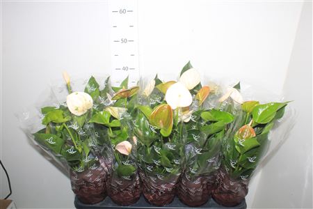 Горшечные цветы и растения оптом Anthu An Perit Pearl 5+ от 10шт из Голландии с доставкой по России