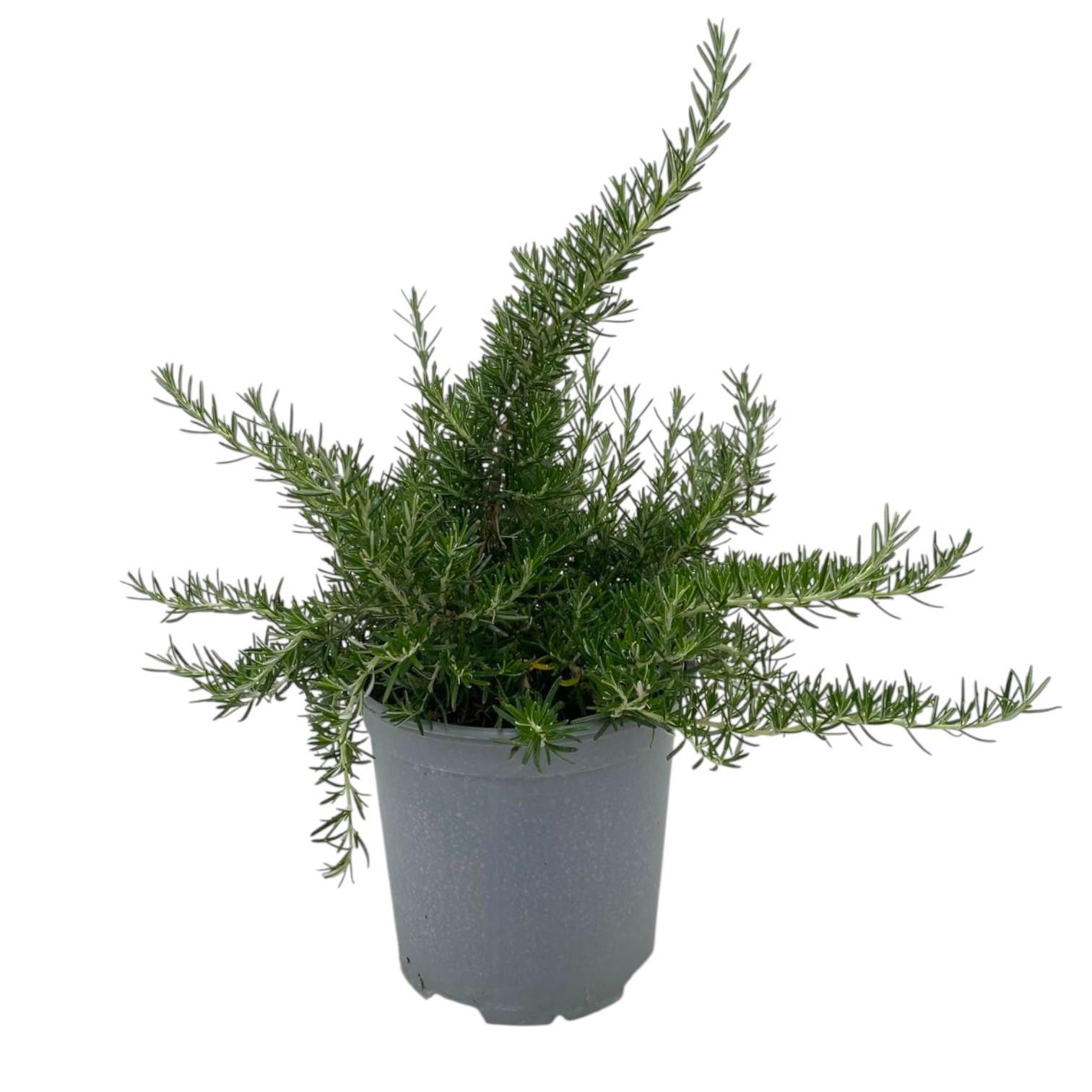 Горшечные цветы и растения оптом Rosmarinus Prostratus от 3шт из Голландии с доставкой по России