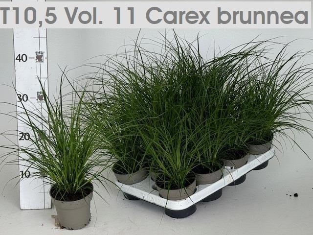 Горшечные цветы и растения оптом Carex Brunnea от 11шт из Голландии с доставкой по России