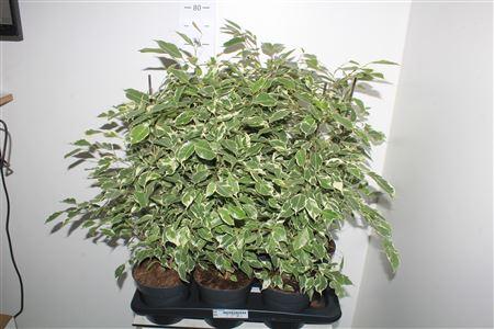 Горшечные цветы и растения оптом Fic Be Twilight от 6шт из Голландии с доставкой по России