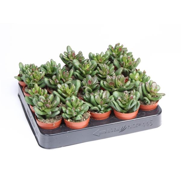 Горшечные цветы и растения оптом Crassula Oasis от 20шт (для телеги) из Голландии с доставкой по России Горшечные цветы и растения оптом Crassula Oasis от 20шт (для телеги) из Голландии с доставкой по России