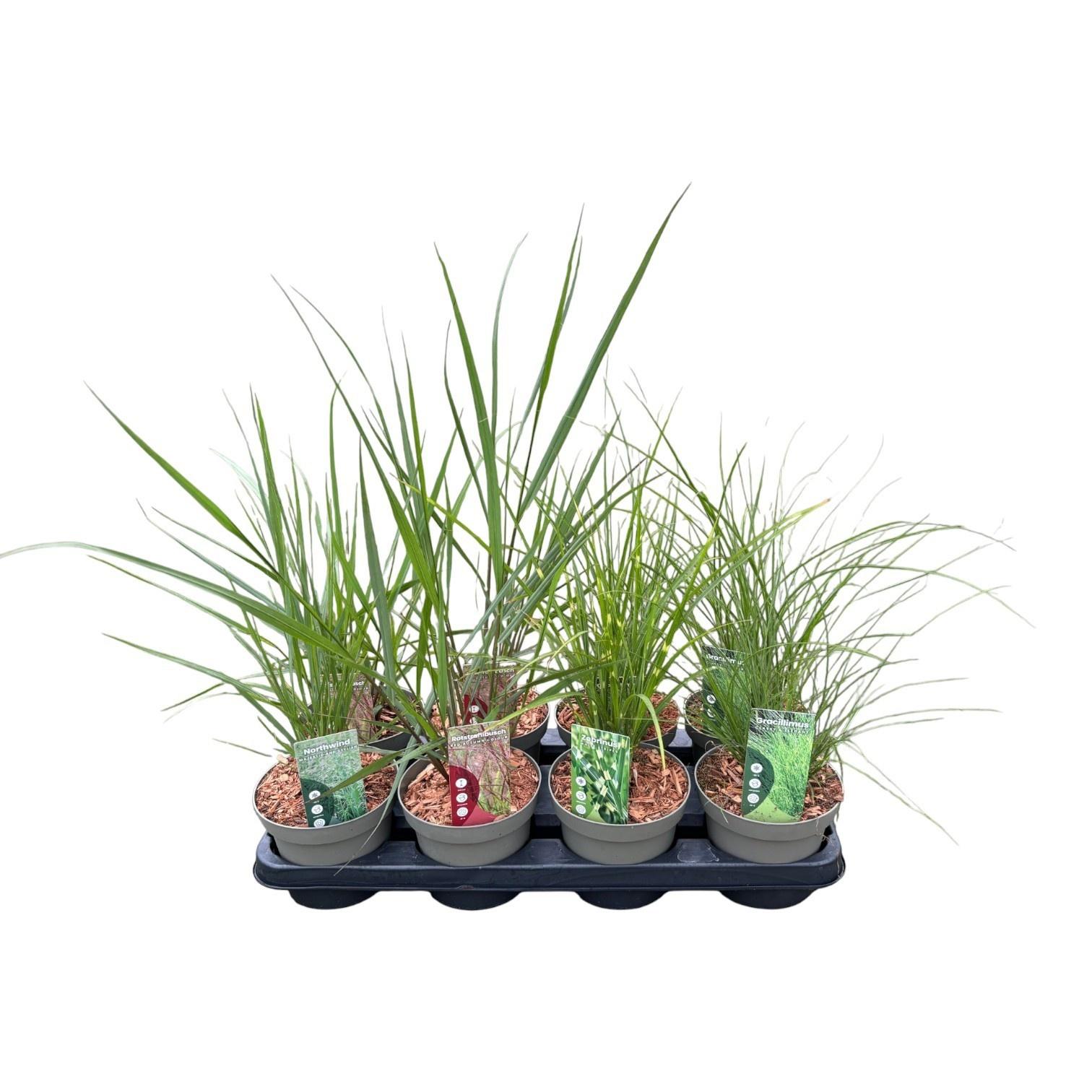 Горшечные цветы и растения оптом Sierg Gem 3 Srt Fust от 8шт из Голландии с доставкой по России