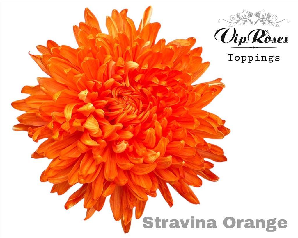 Срезанные цветы оптом Chrys bl paint stravina orange от 20шт из Голландии с доставкой по России