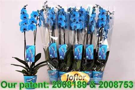 Горшечные цветы и растения оптом Phal Blue 2 Branche 16+ Paint от 10шт из Голландии с доставкой по России