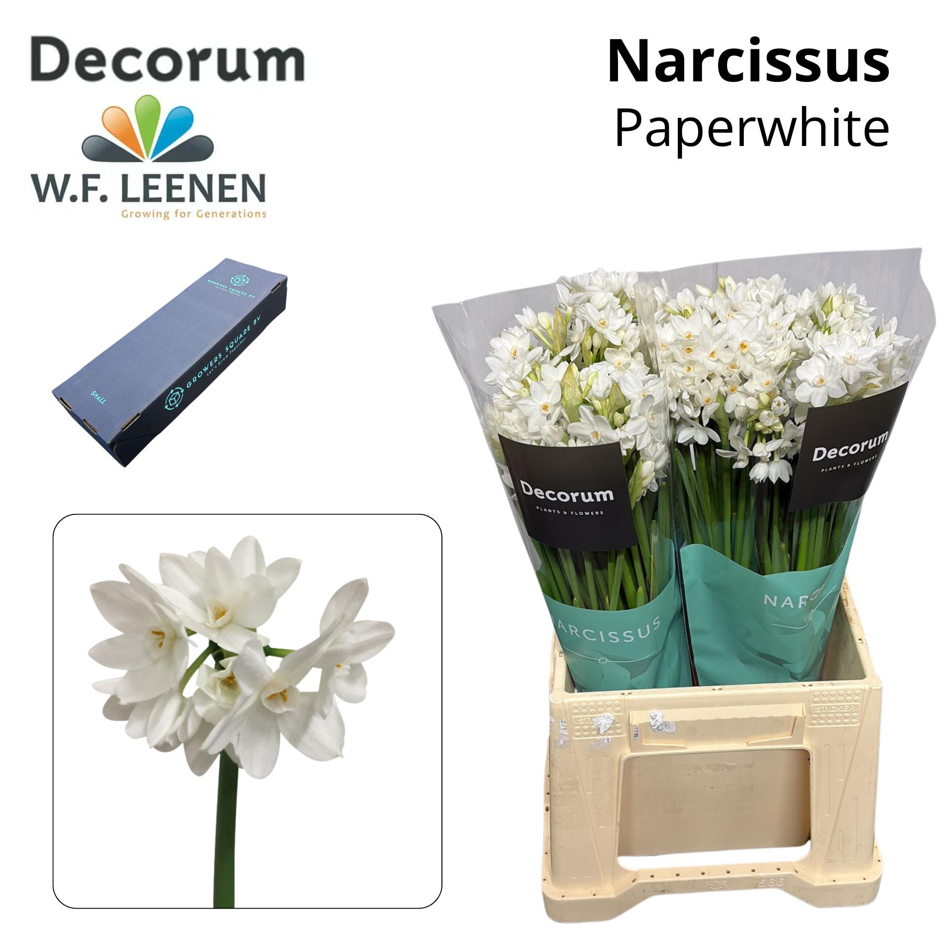 Срезанные цветы оптом Narcissus sp ziva paper white in box от 100шт из Голландии с доставкой по России